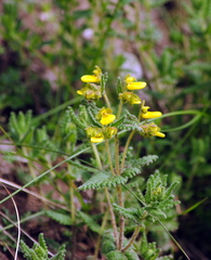 Calceolaria polyclada