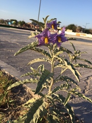 Solanum elaeagnifolium