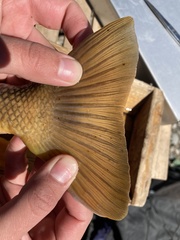 Pantosteus discobolus