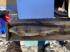 Pantosteus discobolus