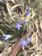 Wahlenbergia graniticola