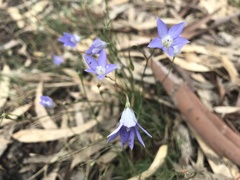 Wahlenbergia graniticola