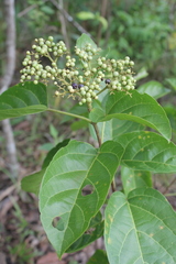 Premna corymbosa