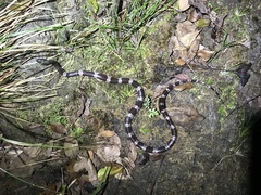 Lycodon futsingensis