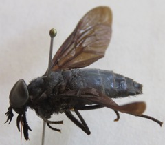 Tabanus erebus