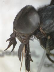 Tabanus erebus