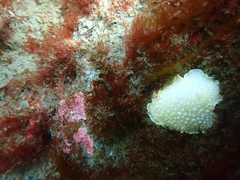 Cadlina