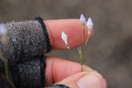 Image of Saltugilia australis by (c) Millie Basden, some rights reserved (CC BY)