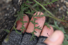 Saltugilia australis