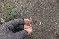 Saltugilia australis