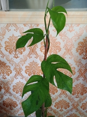 Rhaphidophora tetrasperma