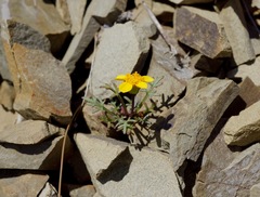 Leptosyne hamiltonii