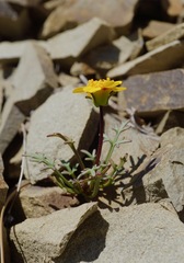 Leptosyne hamiltonii