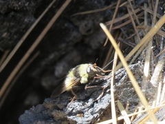 Criorhina