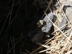 Criorhina