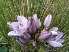 Gentianella foliosa