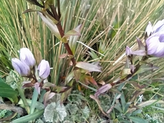 Gentianella foliosa