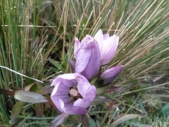 Gentianella foliosa