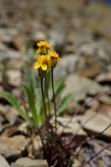 Leptosyne hamiltonii