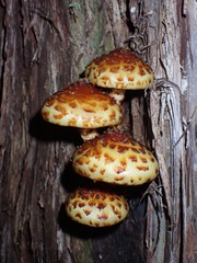 Pholiota glutinosa