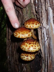 Pholiota glutinosa