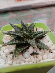 Aloe humilis