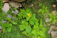 Calceolaria plectranthifolia