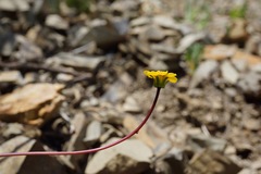 Leptosyne hamiltonii
