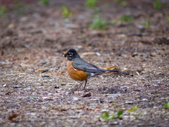 Turdus migratorius