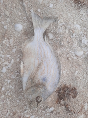 Archosargus rhomboidalis