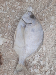 Archosargus rhomboidalis