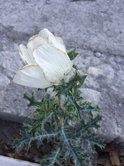 Argemone albiflora