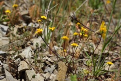 Leptosyne hamiltonii