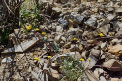 Leptosyne hamiltonii