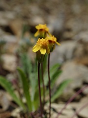 Leptosyne hamiltonii