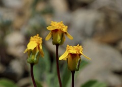 Leptosyne hamiltonii