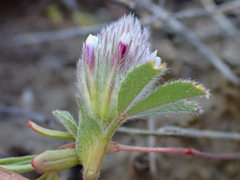 Trifolium dichotomum