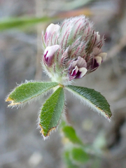 Trifolium dichotomum