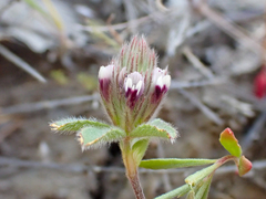 Trifolium dichotomum