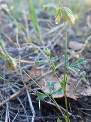 Trifolium bifidum