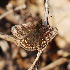 Erynnis montanus