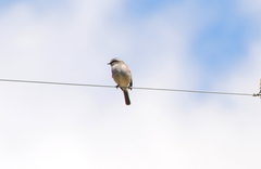 Ochthoeca leucophrys