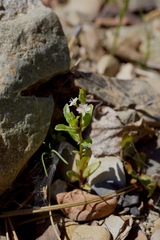 Veronica anagallis-aquatica