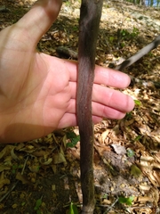 Styracaceae