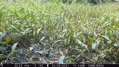 Cavia aperea anolaimae