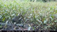 Cavia aperea anolaimae