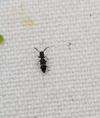 Neocallotillus elegans