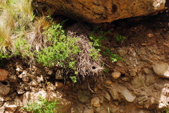 Phacellodomus striaticeps