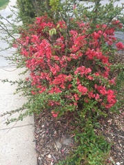 Chaenomeles