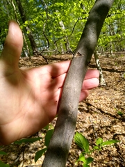 Styracaceae